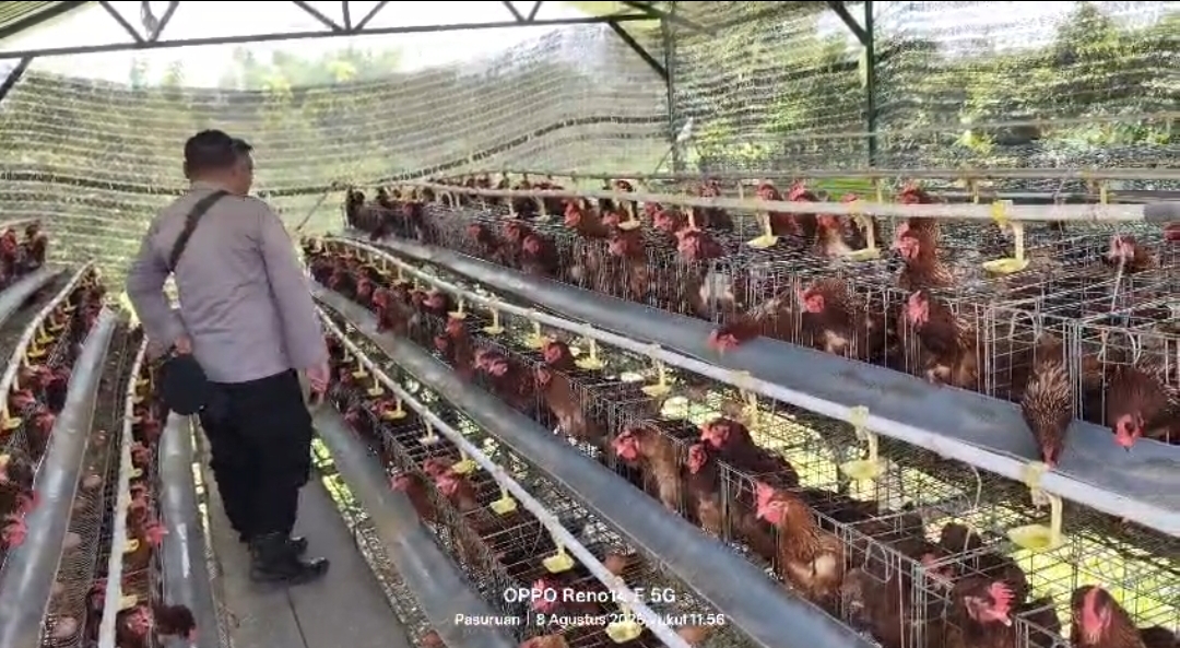 Budidaya Ayam Petelur di Kalisat Berkembang Baik,  Bhabinkamtibmas Dukung  Ketahanan Pangan
