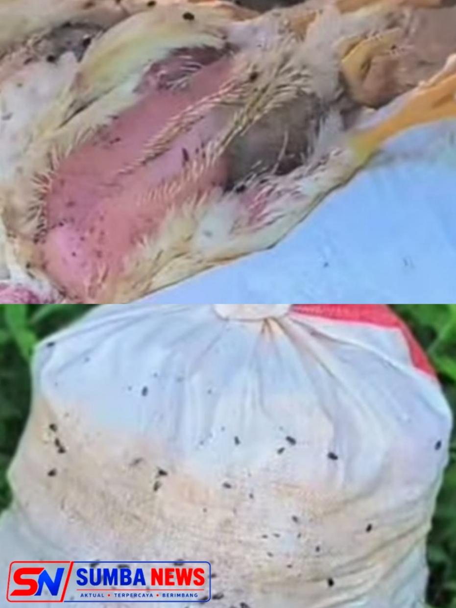 Diduga Timbulkan Bau Menyengat, Peternakan Ayam Pedaging di Warembungan Dikeluhkan Warga